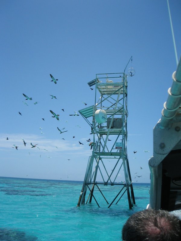 Birds Flying away from the weather station.