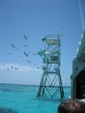 Birds Flying away from the weather station.